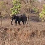 छत्तीसगढ़: महुआ बीनने गए ग्रामीण की हाथी ने ली जान, गांव में दहशत; Elephant attack Marwahi forest