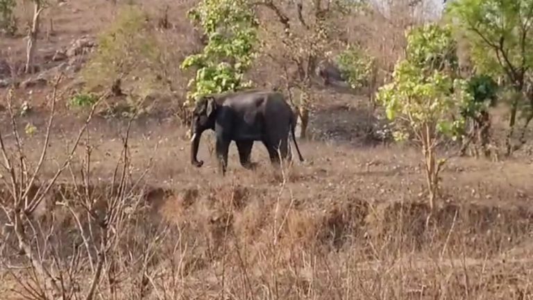 छत्तीसगढ़: महुआ बीनने गए ग्रामीण की हाथी ने ली जान, गांव में दहशत; Elephant attack Marwahi forest