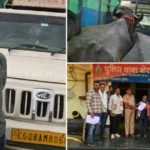 भैंसों से भरी पिकअप को लेकर बवाल, अब गौसेवकों की एंट्री से आया नया मोड़