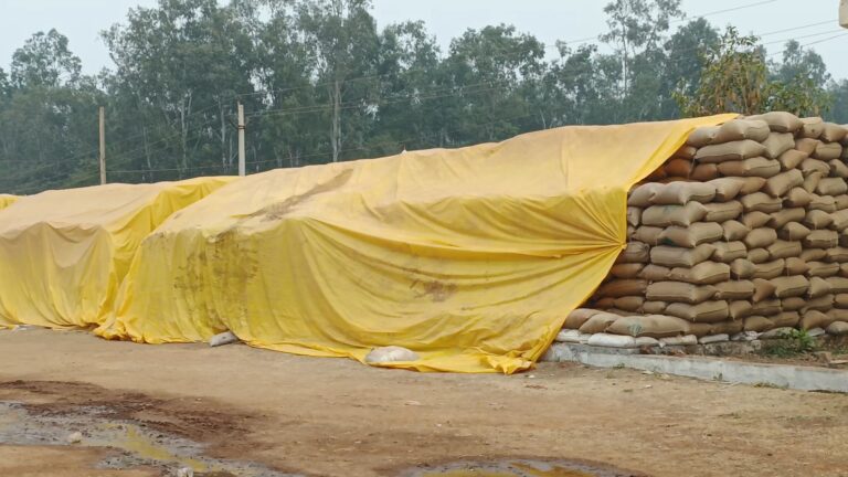 चूहों ने खाया 690 क्विंटल धान? हाईकोर्ट ने नहीं मानी दलील, FIR रद्द करने से किया इनकार
