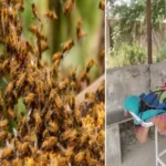 धमतरी: जंगल में मधुमक्खियों का कहर, सास की मौत-दामाद घायल