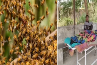 धमतरी: जंगल में मधुमक्खियों का कहर, सास की मौत-दामाद घायल