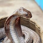 https://news4u36.in/fake-snakebite-postmortem-case-woman-doctor-arrested-bilaspur/