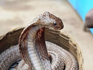 https://news4u36.in/fake-snakebite-postmortem-case-woman-doctor-arrested-bilaspur/