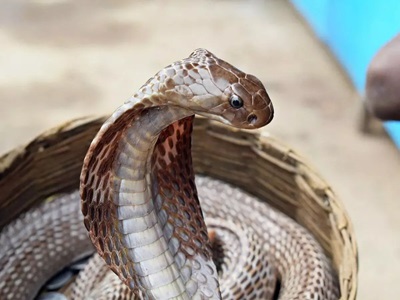 https://news4u36.in/fake-snakebite-postmortem-case-woman-doctor-arrested-bilaspur/