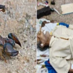 धमतरी: खेत में काम करते समय बिच्छू ने मारा डंक, इलाज के दौरान किसान की मौत