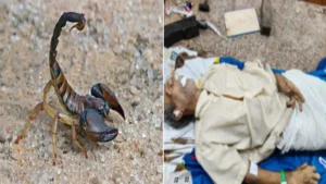 धमतरी: खेत में काम करते समय बिच्छू ने मारा डंक, इलाज के दौरान किसान की मौत