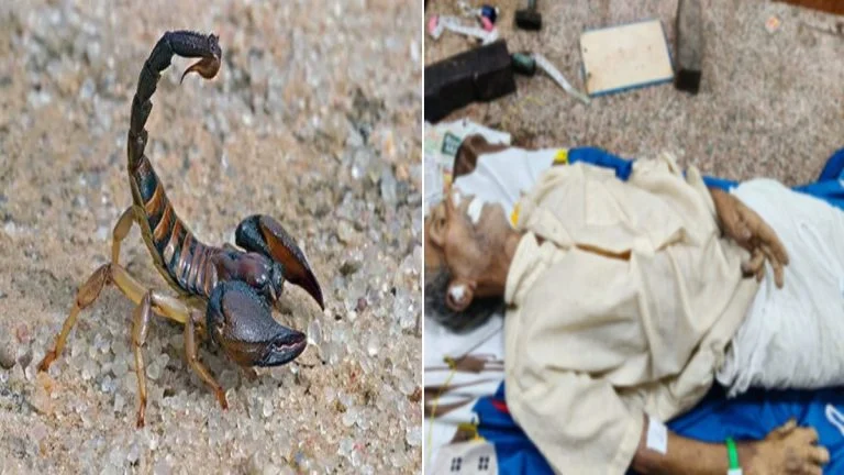 धमतरी: खेत में काम करते समय बिच्छू ने मारा डंक, इलाज के दौरान किसान की मौत