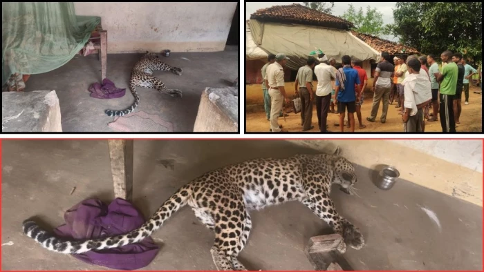 https://news4u36.in/dhamtari-leopard-attack-villagers-kill-leopard/