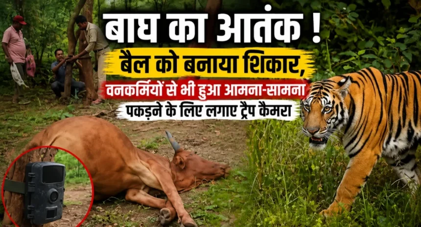 https://news4u36.in/tiger-terror-mohla-manpur-bull-killed/