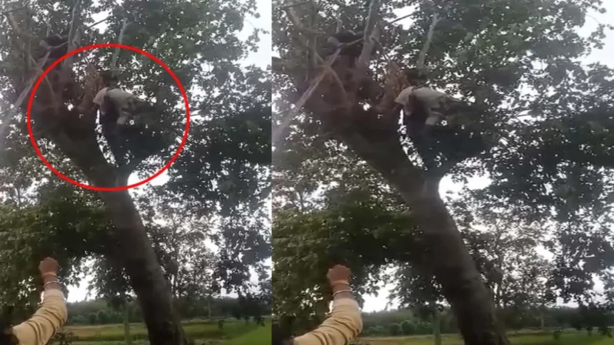 https://news4u36.in/kawardha-tree-cutting-33kv-electric-wire-shock-villager-death/