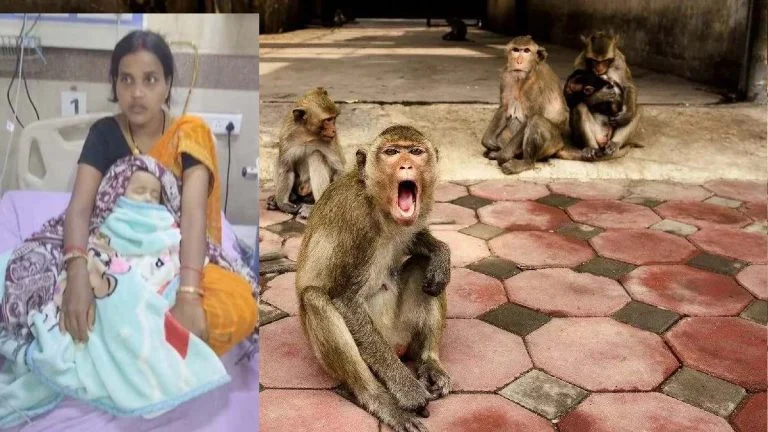 https://news4u36.in/surguja-monkey-attack-baby-thrown-into-water-drum/